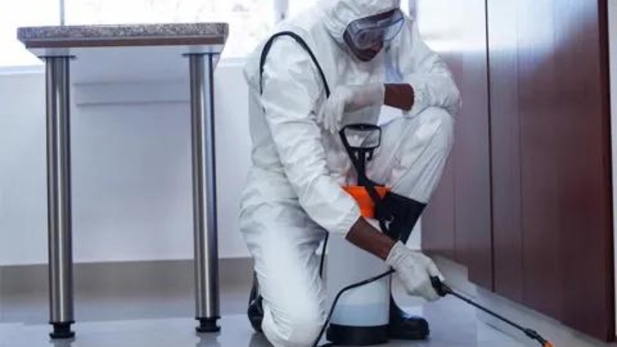 Emergency Bed Bug Heat Treatment