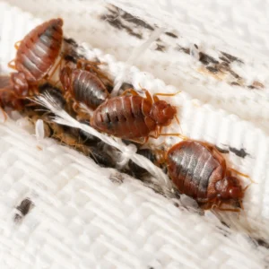 Nationwide Bed Bug Heat Treatment